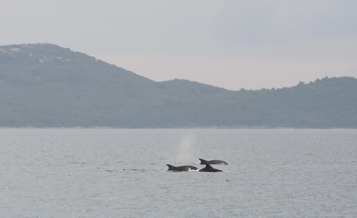 Zadar, 101211
Oni koji su se danas u pravo vrijeme nasli na zadarskoj rivi mogli su uzivati gledajuci jato od 6-7 dupina kako lovi ribu. Naime, u popodnevnim satima, zajedno s ribarima koji su krenuli u lov na lignje pojavili su se dupini i zadrzali se na