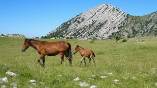 Velebit: Konji u Libinju