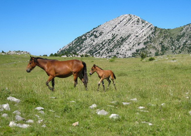 Velebit: Konji u Libinju
