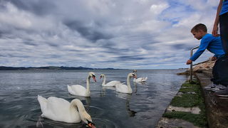 Labudovi u Bibinjama 12. svibnja 2013.  Foto: Roberto Lerga