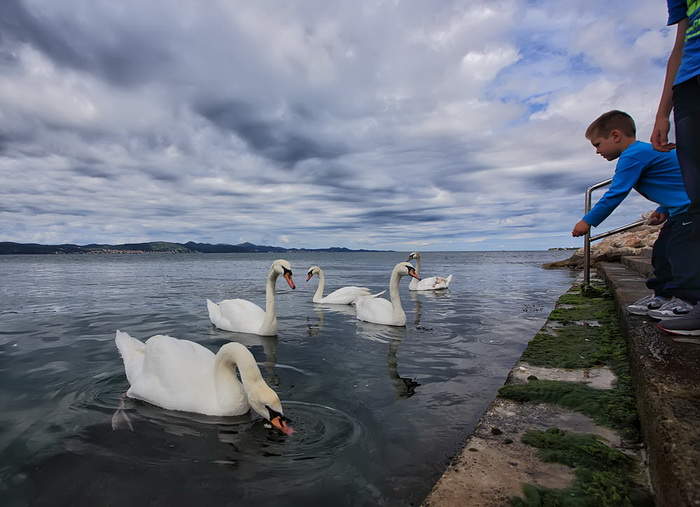 Labudovi u Bibinjama 12. svibnja 2013.  Foto: Roberto Lerga