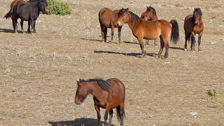 Velebitski divlji konji, Foto: Leo Banić