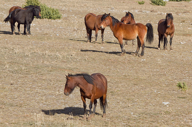 Velebitski divlji konji, Foto: Leo Banić
