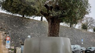 Maslina u velikoj i teškoj tegli preko noći “prošetala” do gradskog mosta Maslina u velikoj i teškoj tegli preko noći “prošetala” do gradskog mosta
