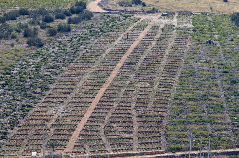 Primošten. Počela berba grožđa od kojeg se pravi svjetski poznato vino Babić. Photo: Duško Jaramaz/PIXSELL Primošten. Počela berba grožđa od kojeg se pravi svjetski poznato vino Babić. Photo: Duško Jaramaz/PIXSELL