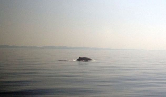Veliki sjeverni kit viđen kod Dugog otoka, Foto: Vladimir Pezo