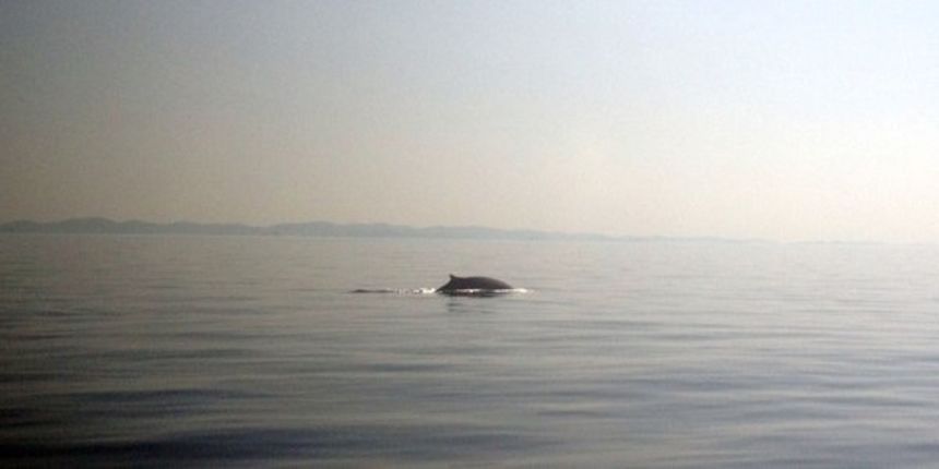 Veliki sjeverni kit viđen kod Dugog otoka, Foto: Vladimir Pezo Veliki sjeverni kit viđen kod Dugog otoka, Foto: Vladimir Pezo