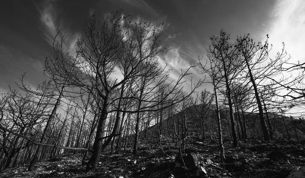 Izložba Crna šuma Damira Hoyke u Gradskoj knjižnici Zadar