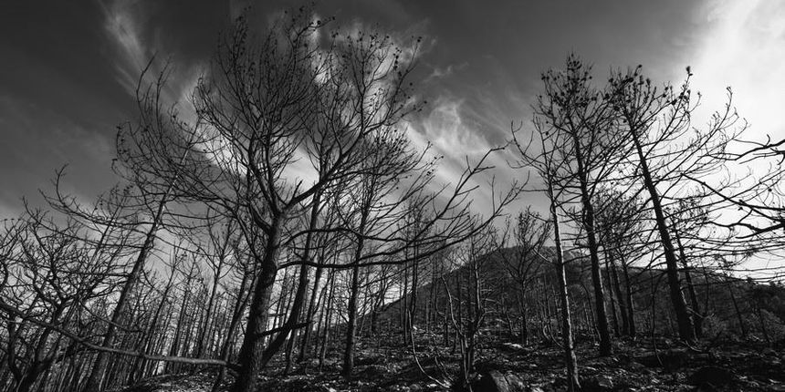 Izložba Crna šuma Damira Hoyke u Gradskoj knjižnici Zadar