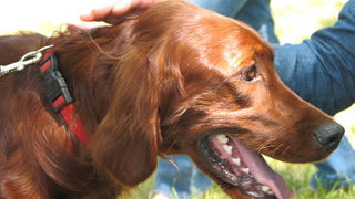 Image 1171093 (auto)