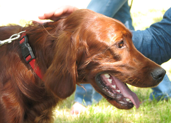 Image 1171093 (auto)