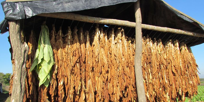 Berba duhana Berba duhana