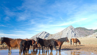 Divlji konji, foto: Leo Banić