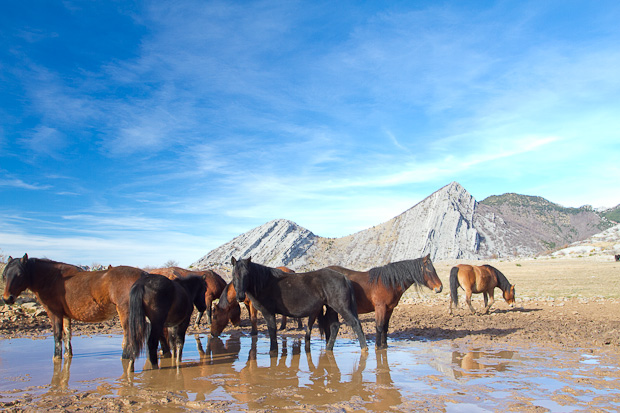Divlji konji, foto: Leo Banić
