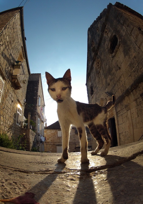 Vis 210812.
Otok Vis jedan je od najudaljenijih hrvatskih otoka koji broji nesto manje od 3 i pol tisuce stanovnika.No u vrijeme turisticke sezone otok postaje omiljena destinacija turistima od kojih je tradicionalno u kolovozu najvise Talijana.Vis ima bo