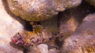 OLYMPUS DIGITAL CAMERA OLYMPUS DIGITAL CAMERA