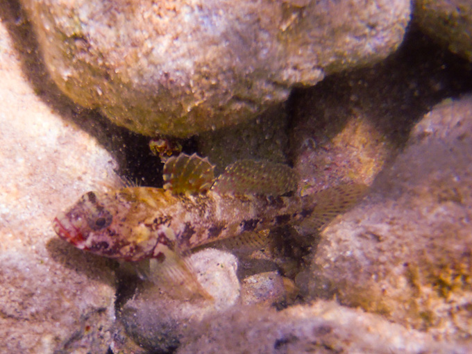 OLYMPUS DIGITAL CAMERA OLYMPUS DIGITAL CAMERA