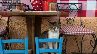 Otvoren 12. biogradski Gastro stol Otvoren 12. biogradski Gastro stol