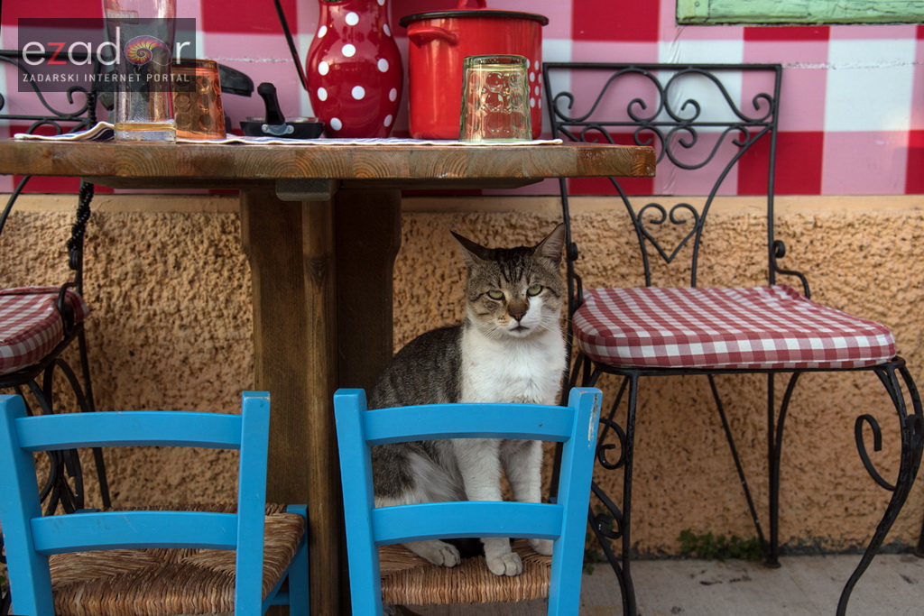 Otvoren 12. biogradski Gastro stol Otvoren 12. biogradski Gastro stol