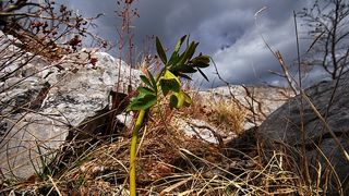 Budjenje i na 1400 metara