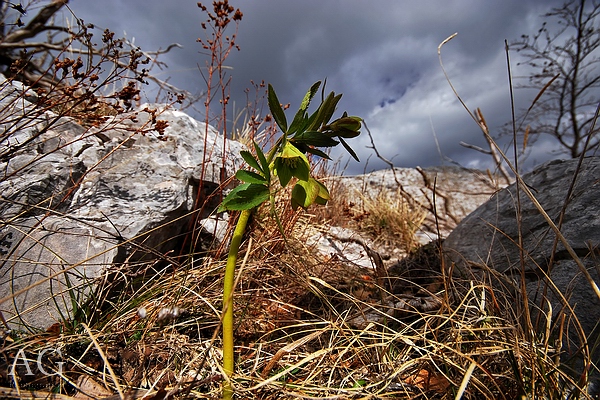 Budjenje i na 1400 metara