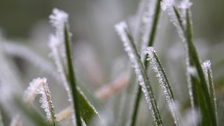 Zbog jutarnjih temperatura u minusu raslinje na kontinentu je prekriveno injem