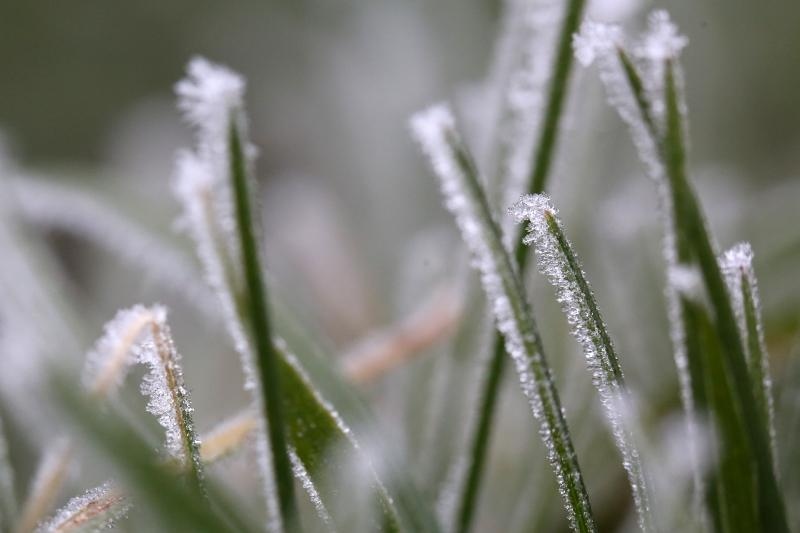 Zbog jutarnjih temperatura u minusu raslinje na kontinentu je prekriveno injem