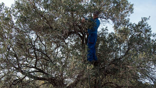 Berba maslina u Lunu, foto: V. Pesic
