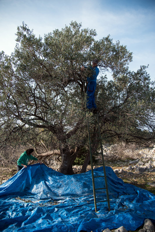 Berba maslina u Lunu, foto: V. Pesic