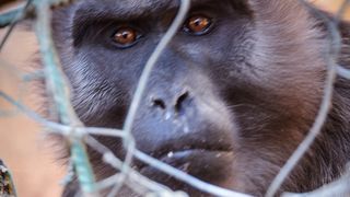 Zaton Obrovački: ZOO s egzotičnim i domaćim životinjama Zaton Obrovački: ZOO s egzotičnim i domaćim životinjama