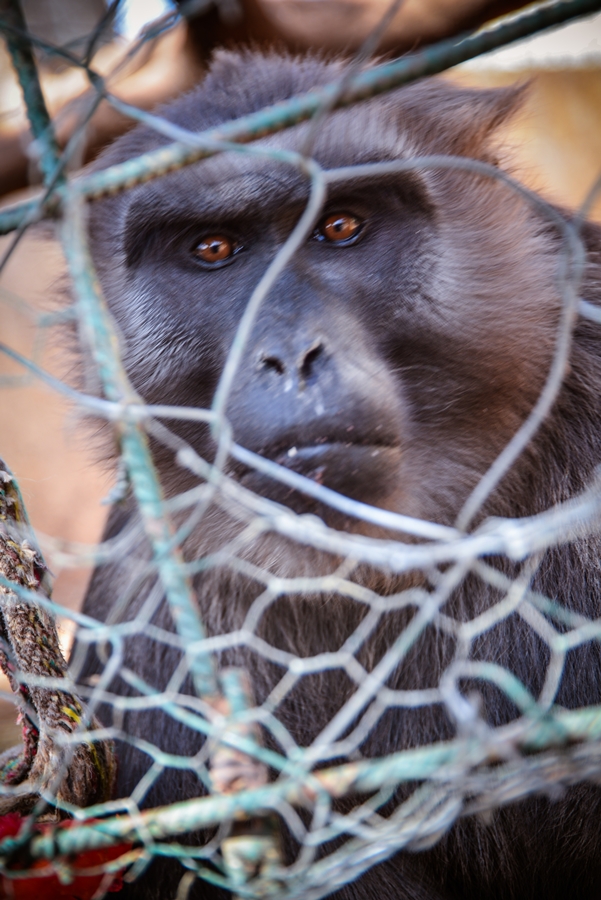 Zaton Obrovački: ZOO s egzotičnim i domaćim životinjama Zaton Obrovački: ZOO s egzotičnim i domaćim životinjama