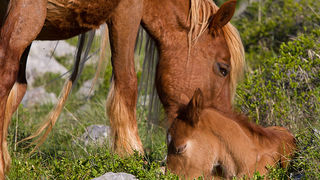 Velebitski divlji konji, Foto: Leo Banić
