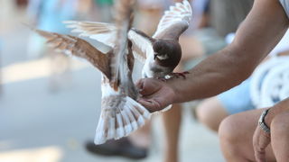 Vis 210812.
Otok Vis jedan je od najudaljenijih hrvatskih otoka koji broji nesto manje od 3 i pol tisuce stanovnika.No u vrijeme turisticke sezone otok postaje omiljena destinacija turistima od kojih je tradicionalno u kolovozu najvise Talijana.Vis ima bo