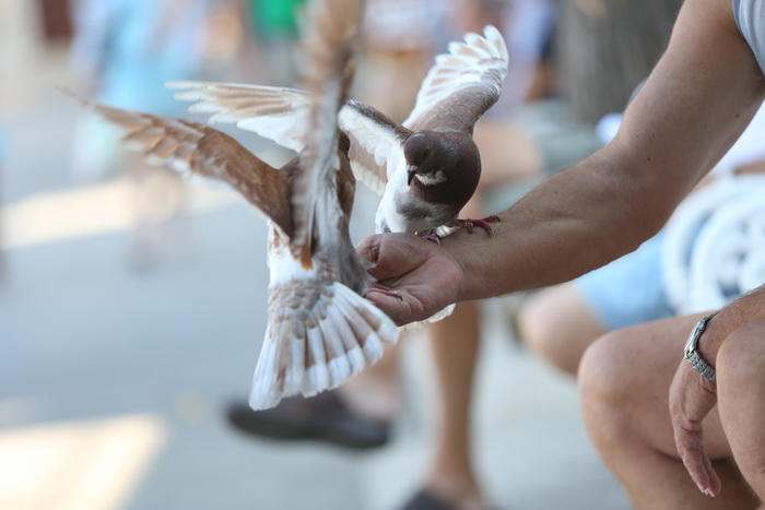 Vis 210812.
Otok Vis jedan je od najudaljenijih hrvatskih otoka koji broji nesto manje od 3 i pol tisuce stanovnika.No u vrijeme turisticke sezone otok postaje omiljena destinacija turistima od kojih je tradicionalno u kolovozu najvise Talijana.Vis ima bo