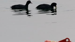 Liske u uvali Bregdetti