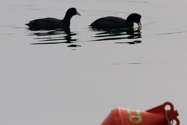 Liske u uvali Bregdetti