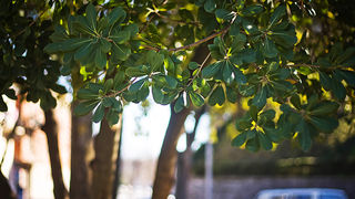 Đir zadarskim parkovima,27. veljače 2012. (foto:Saša Čuka)