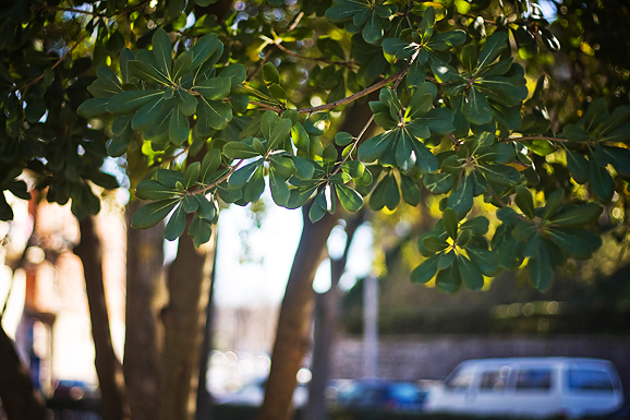 Đir zadarskim parkovima,27. veljače 2012. (foto:Saša Čuka)