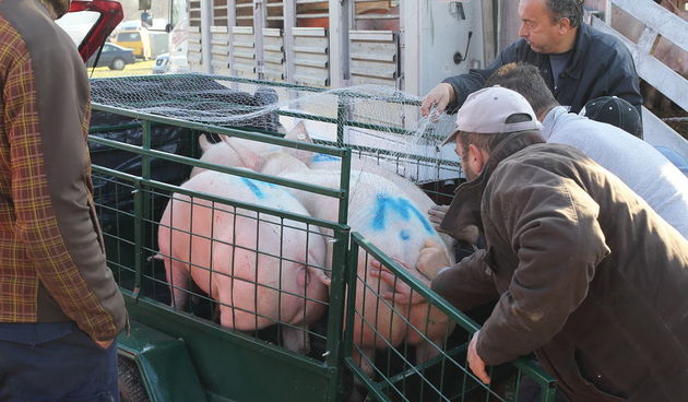 Benkovački sajam 10. prosinca 2016.