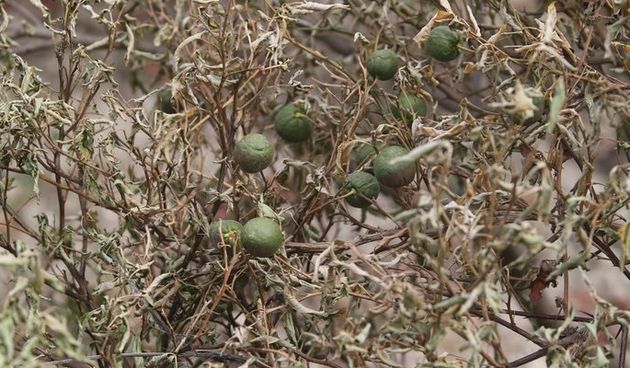 Posljedice požara, uništena maslina