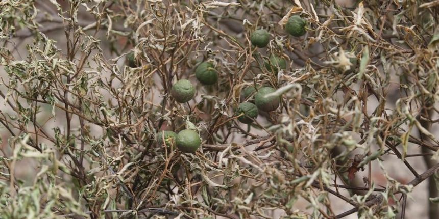Posljedice požara, uništena maslina