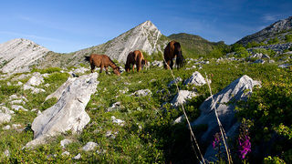 Velebitski divlji konji, Foto: Leo Banić