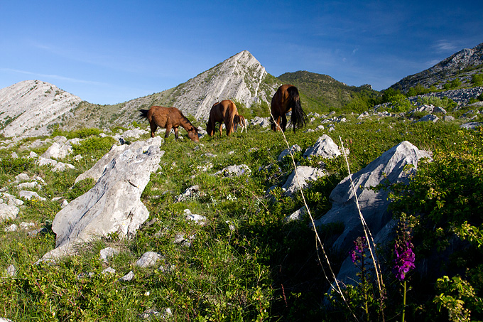 Velebitski divlji konji, Foto: Leo Banić
