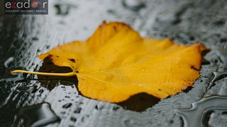 Đir po gradu, ponedjeljak 13. studenog 2017. Jesen, list, list u lokvi