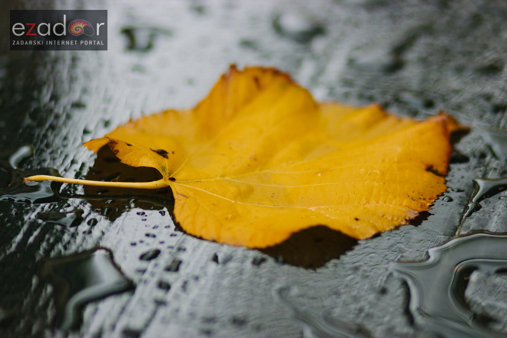 Đir po gradu, ponedjeljak 13. studenog 2017. Jesen, list, list u lokvi