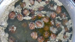 U sklopu Benkovackog kulturnog ljeta Grad Benkovac i Turisticka zajednica Grada Benkovca vec cetvrtu godinu za redom organiziraju manifestaciju Puzevim korakom. Radi se o gastro manifestaciji pripreme i degustacije puzeva. Posjetitelji su imali prilike d U sklopu Benkovackog kulturnog ljeta Grad Benkovac i Turisticka zajednica Grada Benkovca vec cetvrtu godinu za redom organiziraju manifestaciju Puzevim korakom. Radi se o gastro manifestaciji pripreme i degustacije puzeva. Posjetitelji su imali prilike d