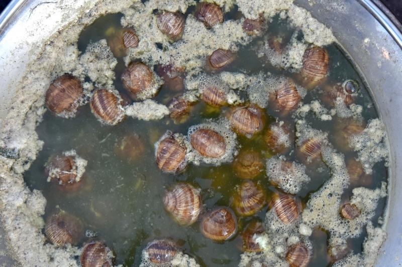 U sklopu Benkovackog kulturnog ljeta Grad Benkovac i Turisticka zajednica Grada Benkovca vec cetvrtu godinu za redom organiziraju manifestaciju Puzevim korakom. Radi se o gastro manifestaciji pripreme i degustacije puzeva. Posjetitelji su imali prilike d U sklopu Benkovackog kulturnog ljeta Grad Benkovac i Turisticka zajednica Grada Benkovca vec cetvrtu godinu za redom organiziraju manifestaciju Puzevim korakom. Radi se o gastro manifestaciji pripreme i degustacije puzeva. Posjetitelji su imali prilike d