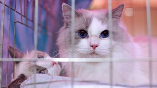 Pogledajte kako je bilo na Međunarodnoj izložbi mačaka u Westgateu