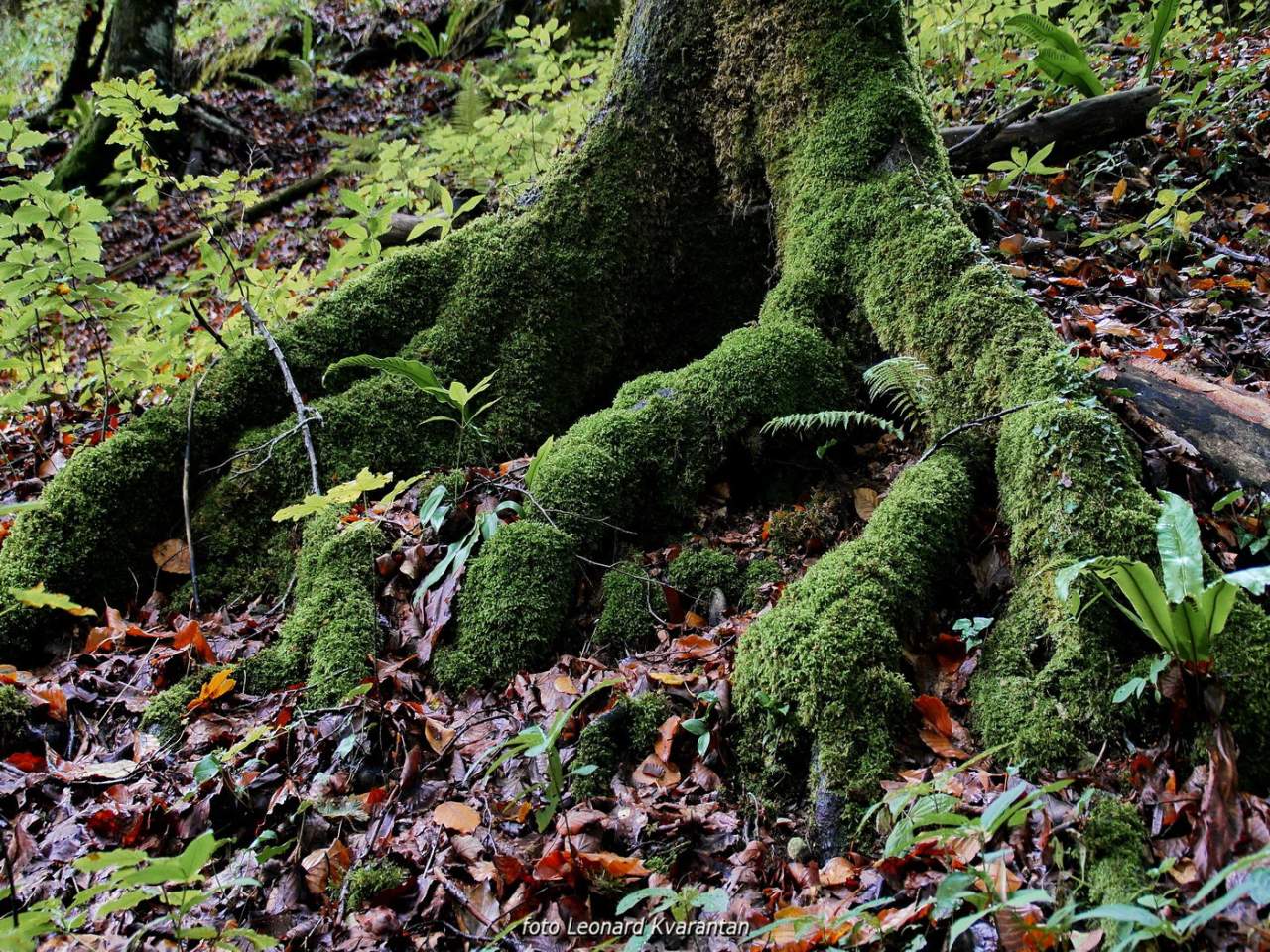 NP Plitvička jezera, listopad 2021.