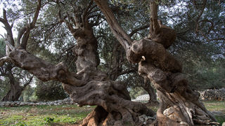 Berba maslina u Lunu, foto: V. Pesic